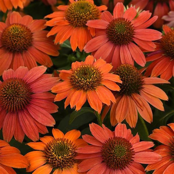 1g Red Ombre Coneflower