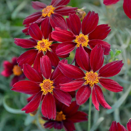1g Red Satin Threadleaf Coreopsis