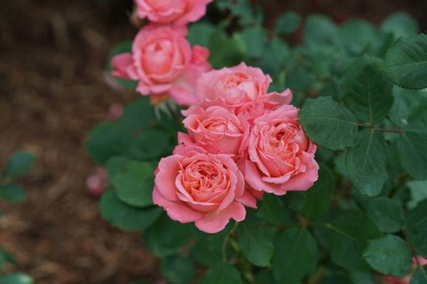 1 Quart Reminiscent Coral  Rose