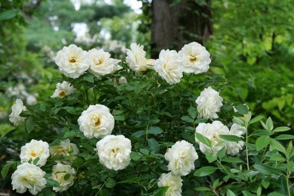 1 Quart Reminiscent Crema  Rose