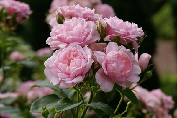 1 Quart Reminiscent Pink  Rose