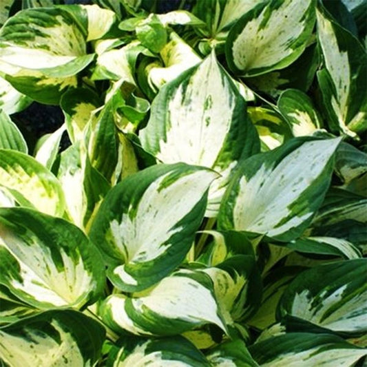 1g Revolution Hosta