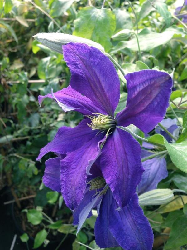 1g Rhapsody Clematis