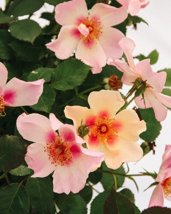 2g Ringo All Star Rose
