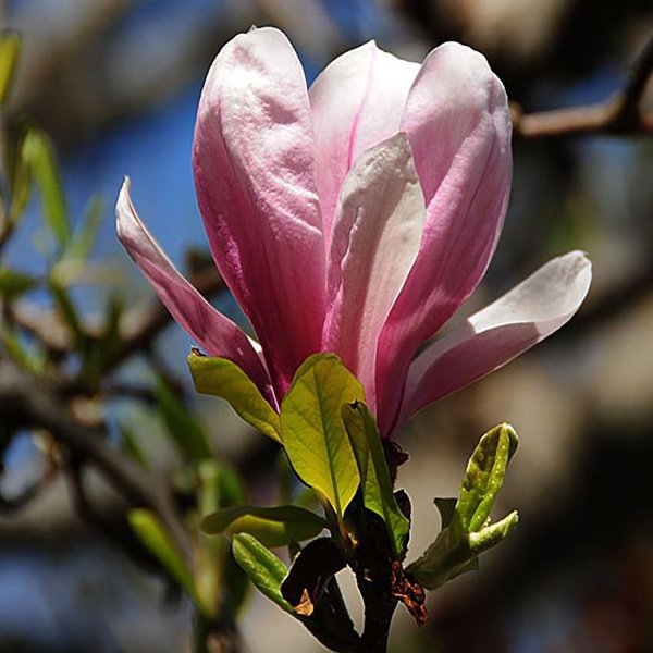 2g Rickii Magnolia