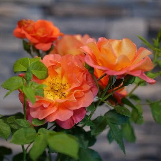 1 Quart Rise Up Emberays  Rose