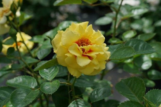 1 Quart Ringo AllStar Rose