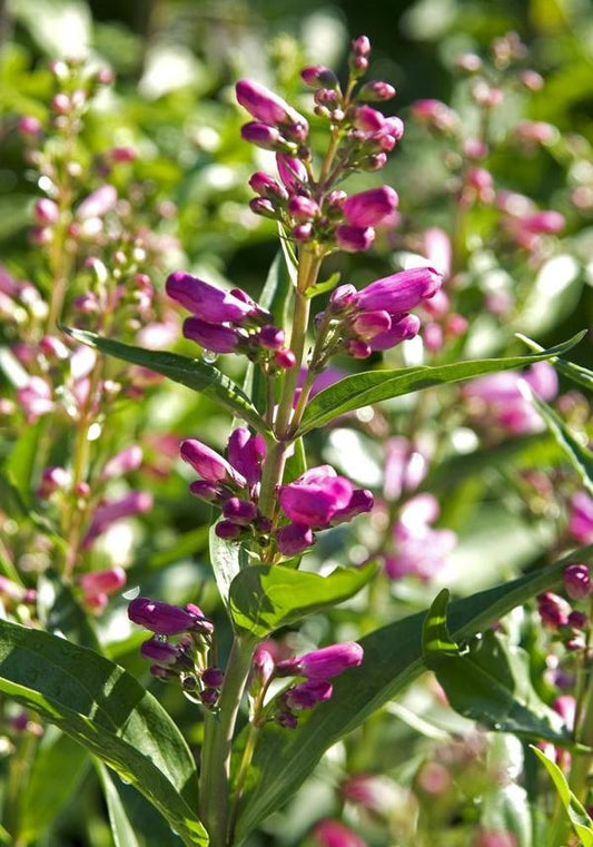 Rondo Mix Beardtongue - 11cm Pot