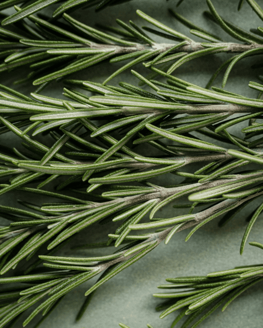 4 Inch Rosemary