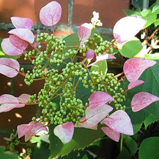 1g Roseum Japanese Hydrangea Vine