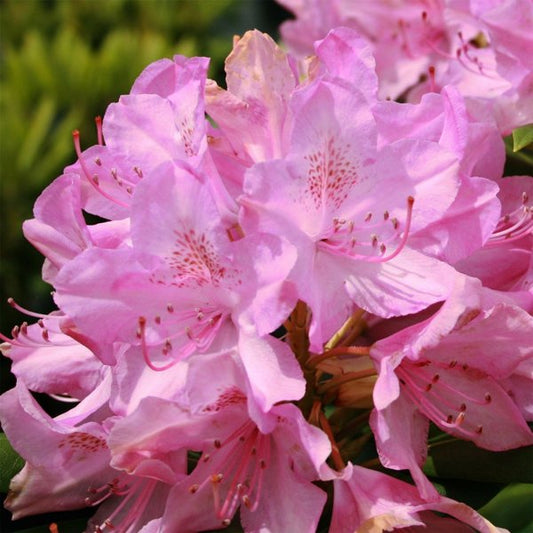 3g Roseum Pink Rhododendron