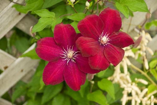 1g Rouge Cardinal Clematis