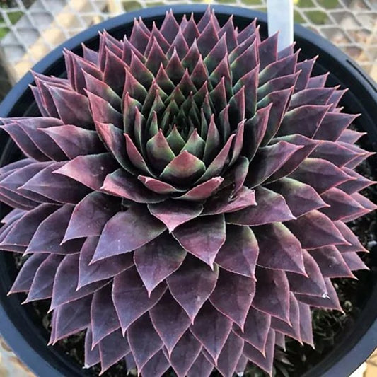 1g Ruby Hen and Chicks
