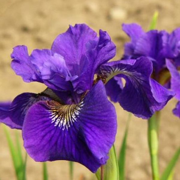 1g Ruffled Velvet Siberian Iris