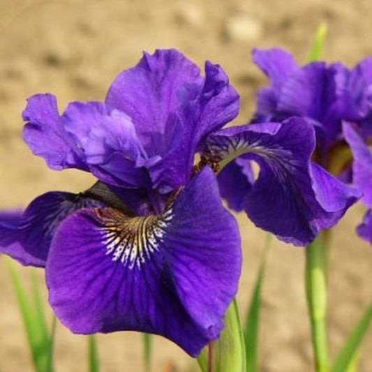 1g Ruffled Velvet Siberian Iris