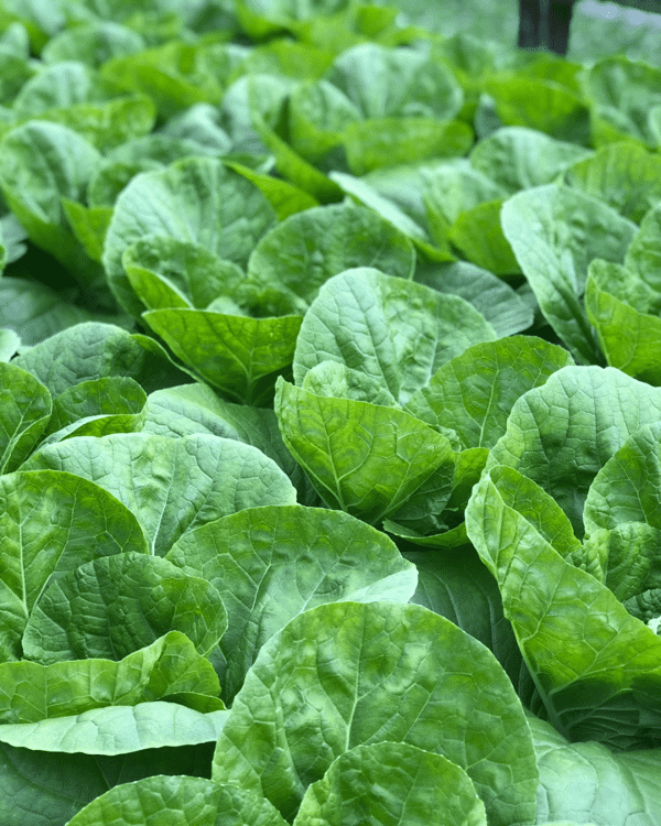 4 Inch Salanova Crispy Green Lettuce