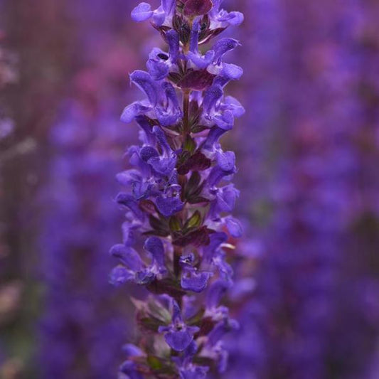 Salvatore Blue Meadow Sage - 11cm Pot