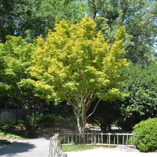 2g Sango Kaku Coral Bark Japanese Maple