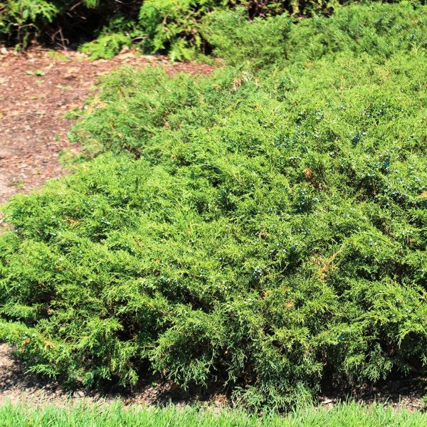3g Savin Juniper