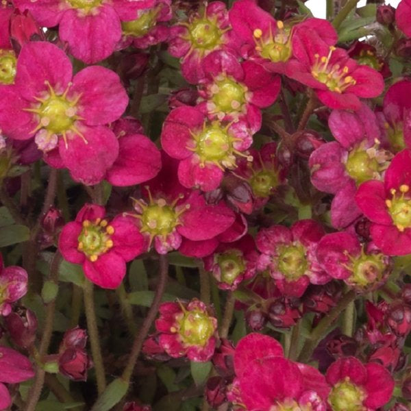 1g Scenic Red Saxifrage