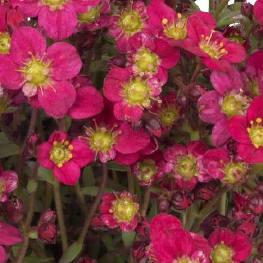1g Scenic Red Saxifrage