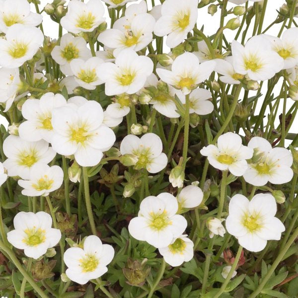 1g Scenic White Saxifrage