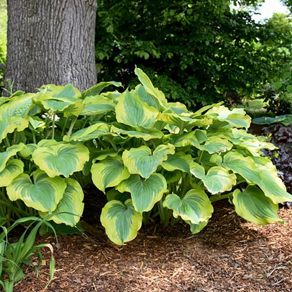 1g Seducer Plantain Lily