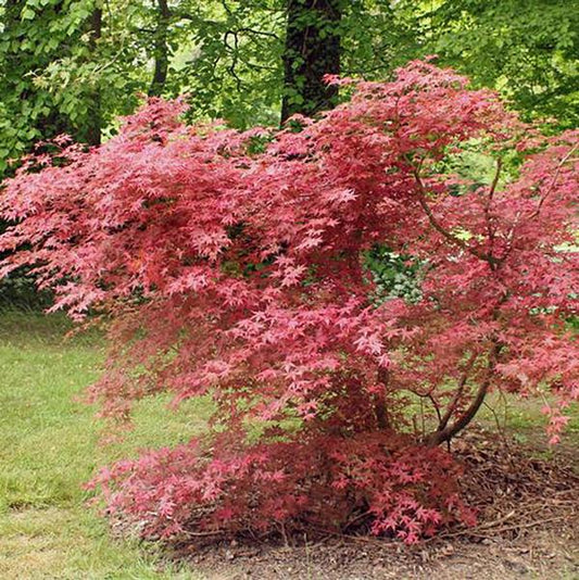 5g Shindeshojo Japanese Maple