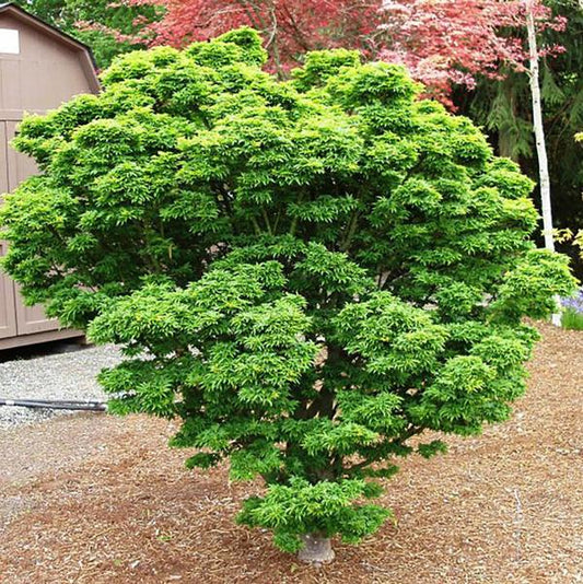 5g Shishigashira Japanese Maple