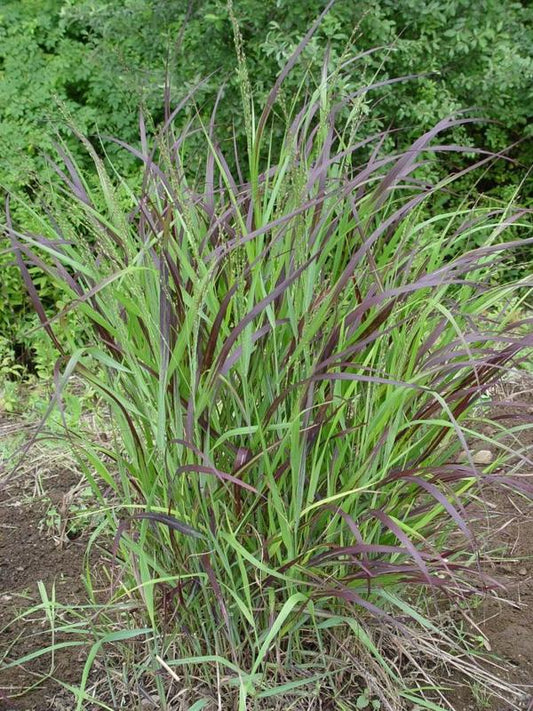 1g Shenandoah Switchgrass