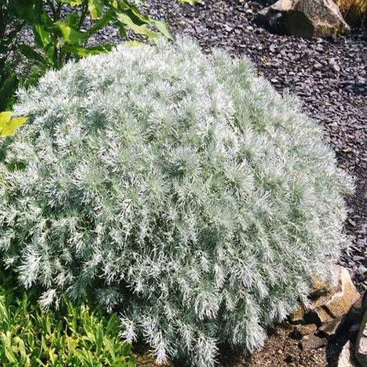 2g Silver Mound Wormwood