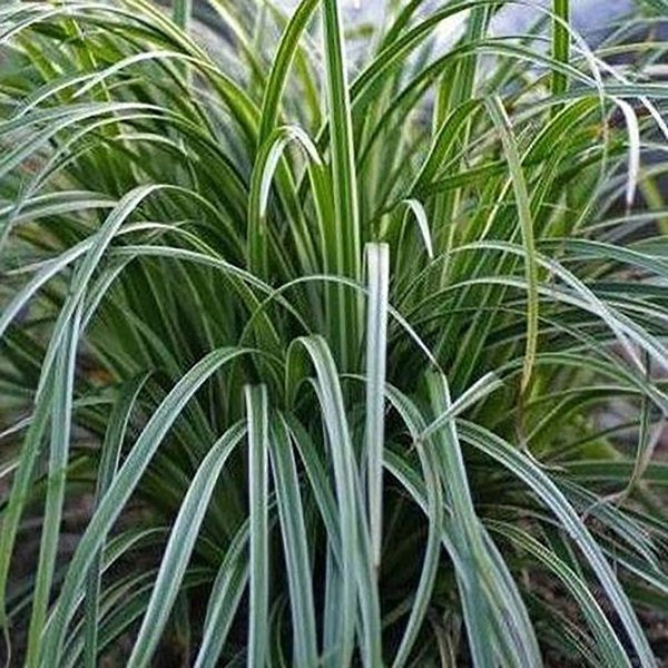1g Silver Sceptre Sedge