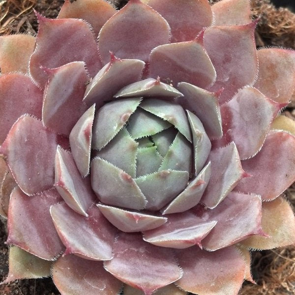 1g Silverine Hens and Chicks