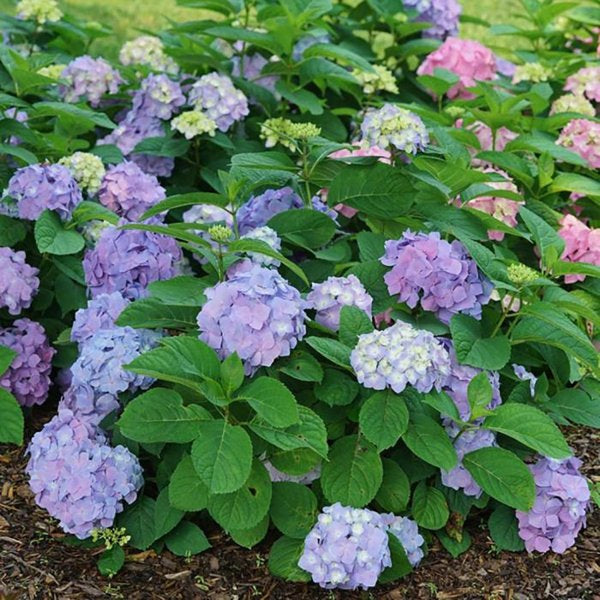 2g Sky View Hydrangea