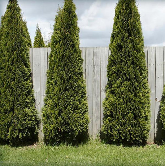 5g Skybound Arborvitae