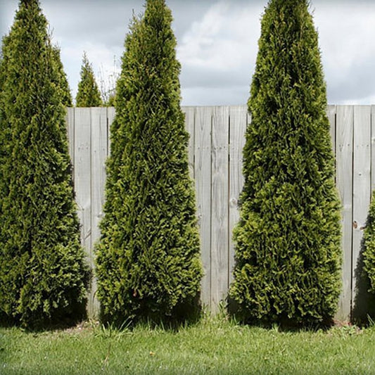 2g Skybound Arborvitae