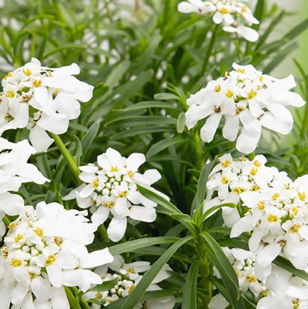 Snow Flurries Candytuft - 11cm Pot