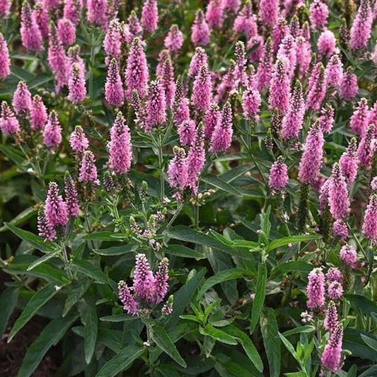 1g Skyward Pink Speedwell