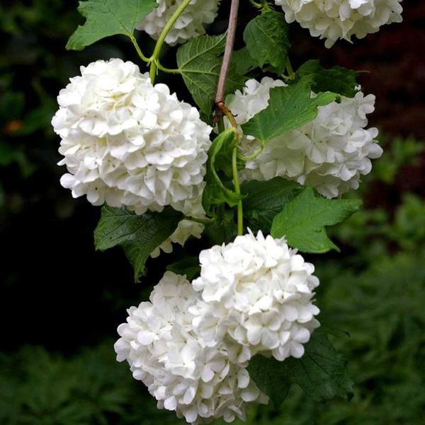 5g Snowball Viburnum