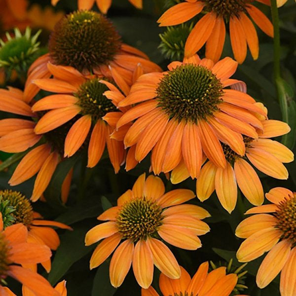 1g Soft Orange Coneflower