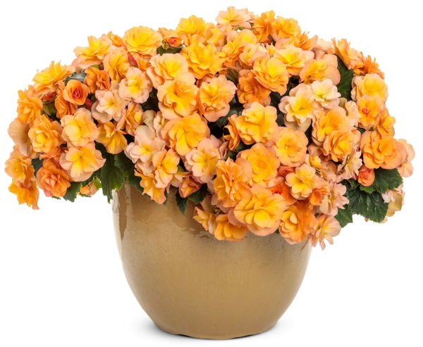 4 Inch Solenia Apricot Rieger Begonia