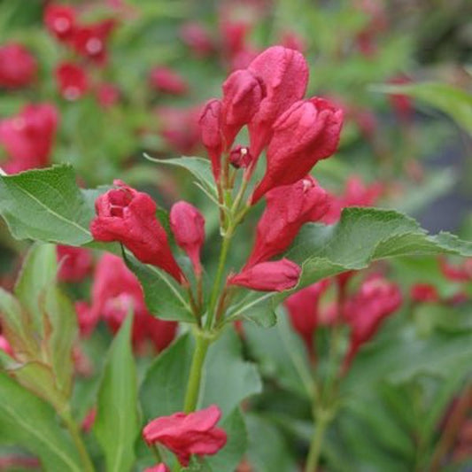 1 Quart Sonic Bloom Red  Reblooming Weigela