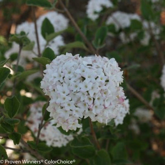 1 Quart Spice Baby Koreanspice Viburnum