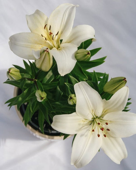 1g Sparkling Joy Asiatic Lily