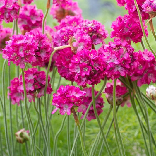 1g Splendens Sea Thrift