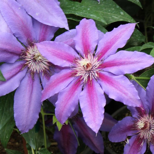 1g Starry Nights Clematis