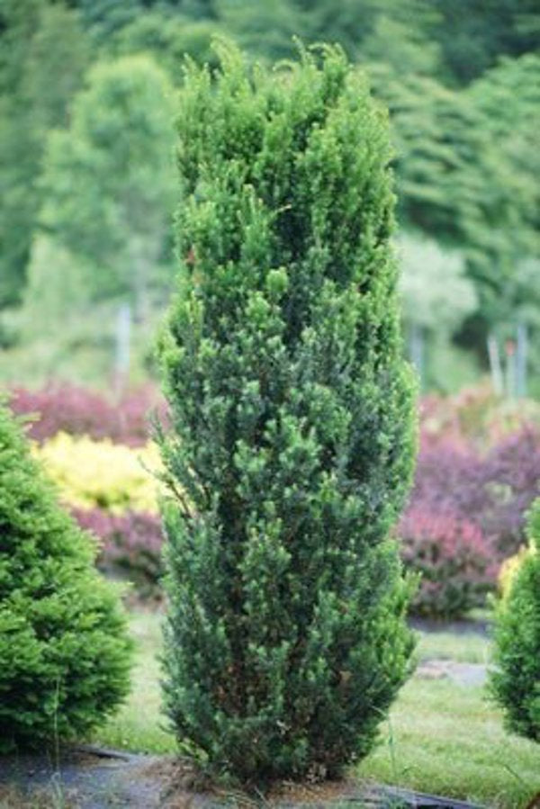 1 Quart Stonehenge  Yew