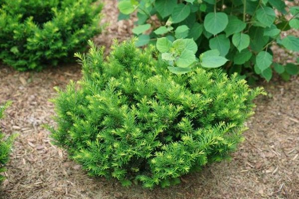 1 Quart Stonehenge Dark Druid  Yew