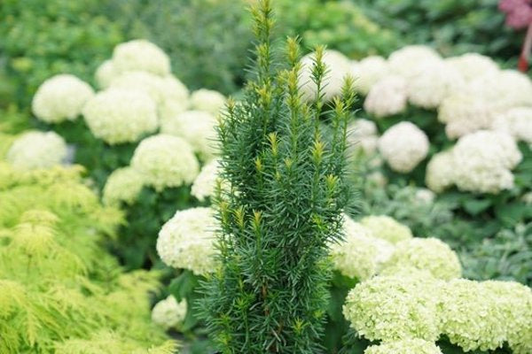 1 Quart Stonehenge Skinny  Yew