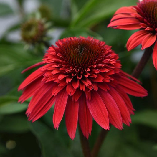 1g Strawberry Deluxe Double Scoop Coneflower